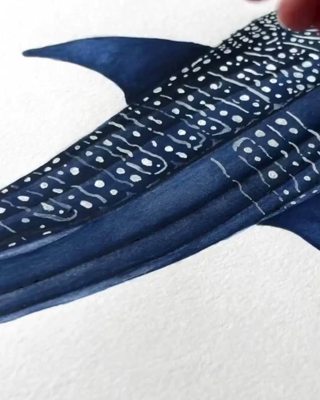 A whale shark being painted by hand with a fine brush